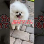 犬の散歩コース、いつも同じじゃダメ？ #犬のしつけ #犬の散歩#ドッグトレーニング