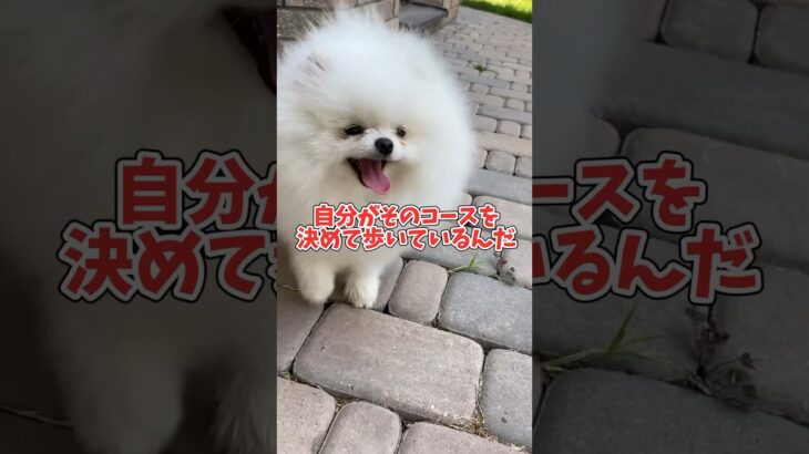 犬の散歩コース、いつも同じじゃダメ？ #犬のしつけ #犬の散歩#ドッグトレーニング