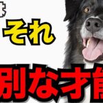 【特別な才能を持つ優秀な犬】【心のやさしい犬の行動５】穏やかで思いやりのある性格が光る!!感動的な行動を紹介します!!#ペット #犬のしつけ #犬の健康