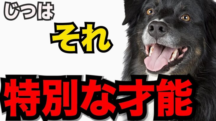 【特別な才能を持つ優秀な犬】【心のやさしい犬の行動５】穏やかで思いやりのある性格が光る!!感動的な行動を紹介します!!#ペット #犬のしつけ #犬の健康