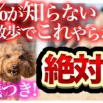 【犬 脚側歩行】ヒールポジション・ツケの本当の意義！お散歩上級犬になるために【プロドッグトレーナー】