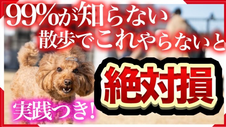 【犬 脚側歩行】ヒールポジション・ツケの本当の意義！お散歩上級犬になるために【プロドッグトレーナー】