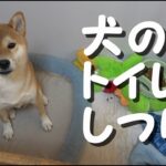 【初心者必見】犬がトイレの失敗をしても叱ったらだめ！しつけをするのではなく成功しかできない環境にしよう