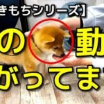 【犬 しつけ】この行動は嫌がっています！犬のきもちシリーズ！犬のしつけエマチャンネル【犬のしつけ＠横浜】