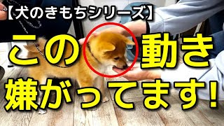 【犬 しつけ】この行動は嫌がっています！犬のきもちシリーズ！犬のしつけエマチャンネル【犬のしつけ＠横浜】