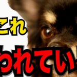 【犬が嫌いな人に見せる行動５】嫌だなと思う人に対して示す行動のサインと 犬との関係を改善するためのヒント紹介!#ペット #犬のしつけ #犬の健康