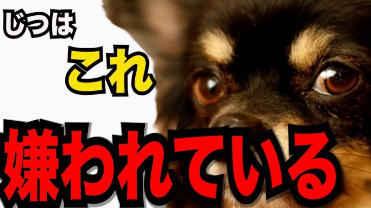 【犬が嫌いな人に見せる行動５】嫌だなと思う人に対して示す行動のサインと 犬との関係を改善するためのヒント紹介!#ペット #犬のしつけ #犬の健康