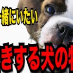 【長生きする犬の特徴１０】愛犬とずっと一緒にいたい!!長生きする犬の特徴を 見た目・性格から紹介!!#ペット #犬のしつけ #犬の健康