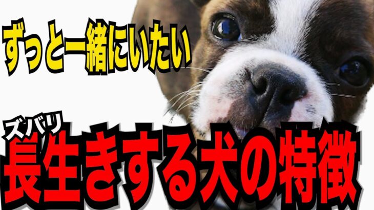 【長生きする犬の特徴１０】愛犬とずっと一緒にいたい!!長生きする犬の特徴を 見た目・性格から紹介!!#ペット #犬のしつけ #犬の健康