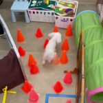 犬の幼稚園 華ちゃんとトレーニング