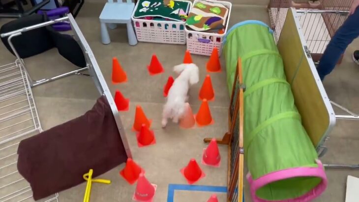 犬の幼稚園 華ちゃんとトレーニング