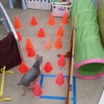 犬の幼稚園 シナモンくんとトレーニング