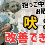 【犬しつけ】マンション内で吠えが止まらないワンちゃんと一緒に練習開始！【チワプー】