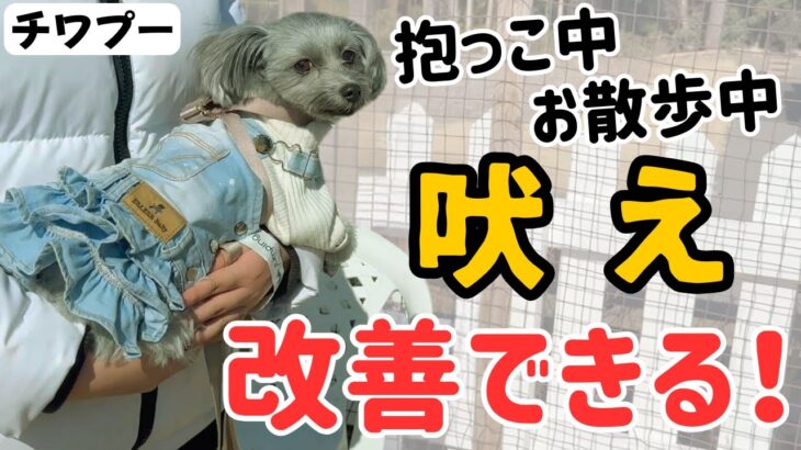 【犬しつけ】マンション内で吠えが止まらないワンちゃんと一緒に練習開始！【チワプー】