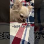 しつけに失敗😣おやつ食べる場所……#チワワ #犬