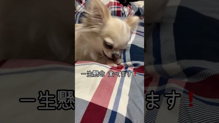 しつけに失敗😣おやつ食べる場所……#チワワ #犬