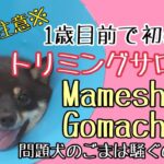 はじめてのトリミングサロンで大絶叫！？問題犬の豆柴ごまちゃん