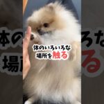 うちの犬抱っこができません…簡単ステップ練習法 #犬のしつけ #犬抱っこ#犬のいる生活