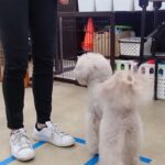 犬の幼稚園 ヴィーノくんとトレーニング