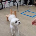 犬の幼稚園 源くんとトレーニング