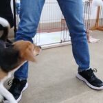 犬の幼稚園 ビオタンちゃんとトレーニング