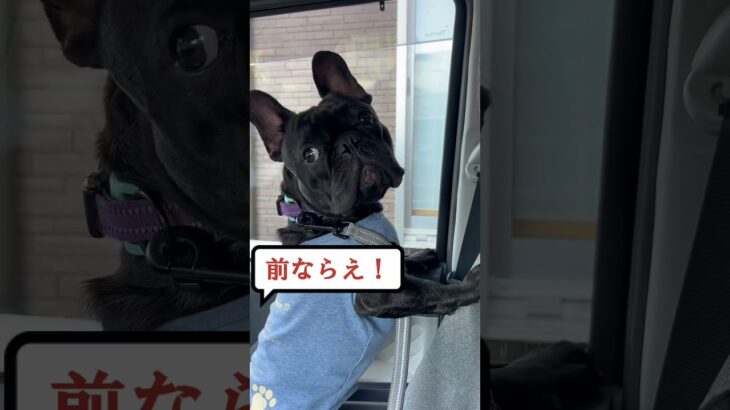 しつけ？言うこと聞いた風に見えるフレブル　#フレンチブルドッグ #フレンチブル #犬のいる暮らし #ペット  #フレブル　#犬のしつけ　#かわいい