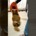 トレーナーより上手い！？待ての概念を打ち砕け！ #犬 #しつけ #待て