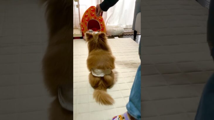 トレーナーより上手い！？待ての概念を打ち砕け！ #犬 #しつけ #待て