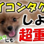 犬のしつけ 基本 アイコンタクトについて。吠え・咬み・イタズラ抑制にも超重要！