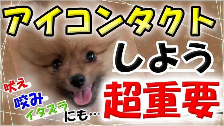 犬のしつけ 基本 アイコンタクトについて。吠え・咬み・イタズラ抑制にも超重要！