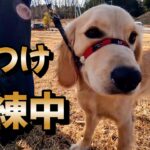 しつけ訓練中　重要なのは犬ではなく飼い主だった💦