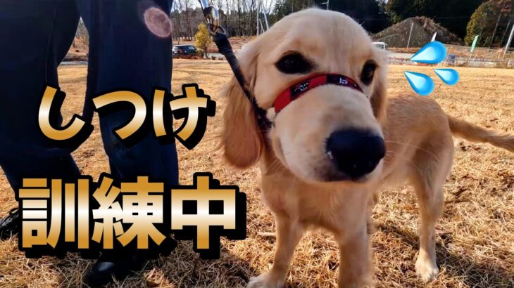 しつけ訓練中　重要なのは犬ではなく飼い主だった💦