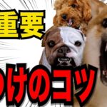 【特に重要な犬のしつけのコツ１０】犬と飼い主の理想的な関係のための重要なポイント解説#ペット #犬のしつけ #犬の健康