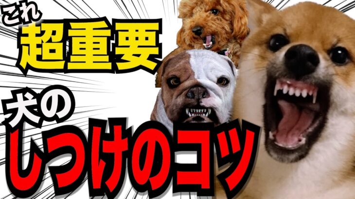 【特に重要な犬のしつけのコツ１０】犬と飼い主の理想的な関係のための重要なポイント解説#ペット #犬のしつけ #犬の健康