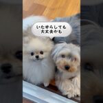 犬は、家族の中に【甘やかす人と厳しい人】がいると苦痛（厳しいと言っても普通にちゃんとしてるっていう意味です） #犬のしつけ #犬との暮らし#犬のいたずら