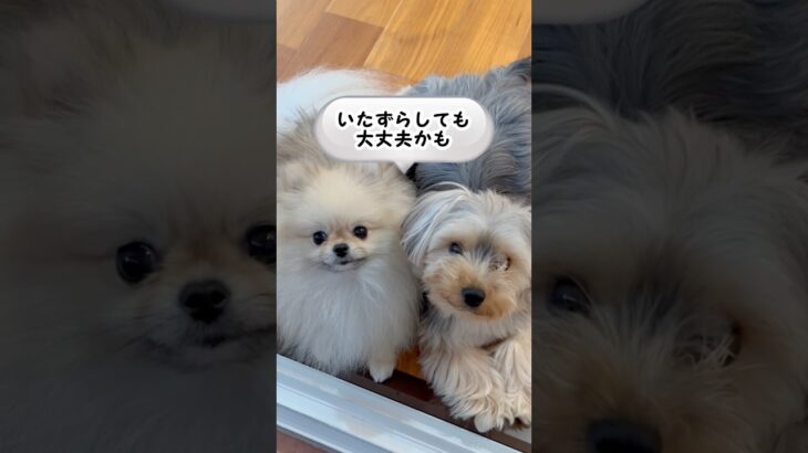 犬は、家族の中に【甘やかす人と厳しい人】がいると苦痛（厳しいと言っても普通にちゃんとしてるっていう意味です） #犬のしつけ #犬との暮らし#犬のいたずら