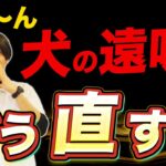 【犬の遠吠え理由】こう直せ！愛犬の遠吠え！【音/サイレンに対する反応への対処法/プロドッグトレーナー】