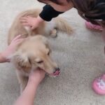 犬の幼稚園 凜ちゃんとトレーニング