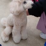 犬の幼稚園 レオくんとトレーニング