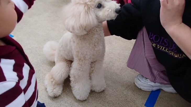 犬の幼稚園 レオくんとトレーニング