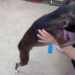 犬の幼稚園 れもんちゃんとトレーニング