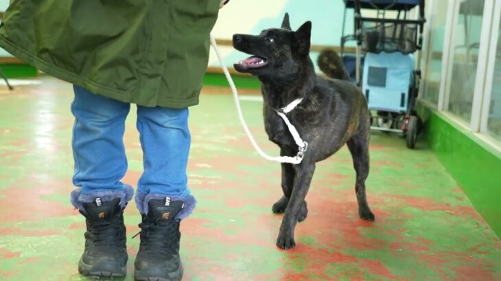 犬の訓練における昇華