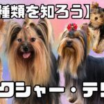 【犬の種類を知ろう】ヨークシャー・テリア