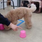 犬の幼稚園 むぎくんとトレーニング