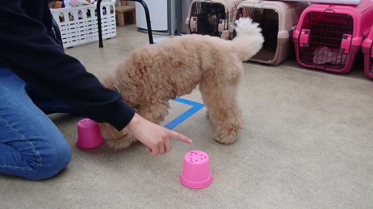 犬の幼稚園 むぎくんとトレーニング