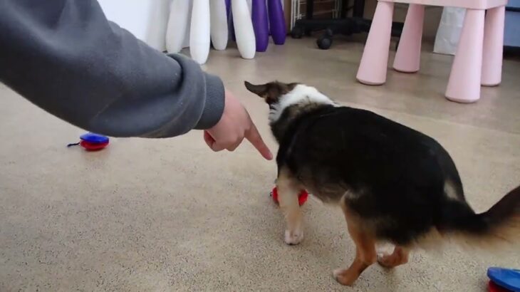 犬の幼稚園 のあくんとトレーニング