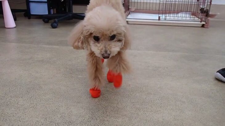 犬の幼稚園 ぴっぴちゃんとトレーニング