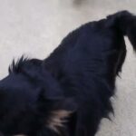 犬の幼稚園 ショコラくんとトレーニング