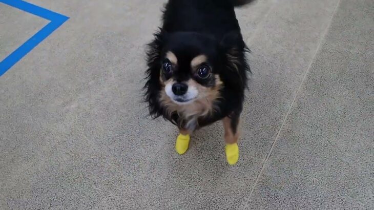 犬の幼稚園 花ちゃんとトレーニング