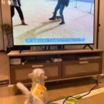 吠える犬のしつけ動画を楽しそうに吠えるマルプー子犬